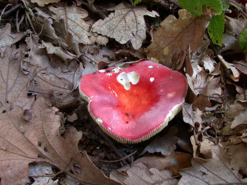 Russule per gli amici....